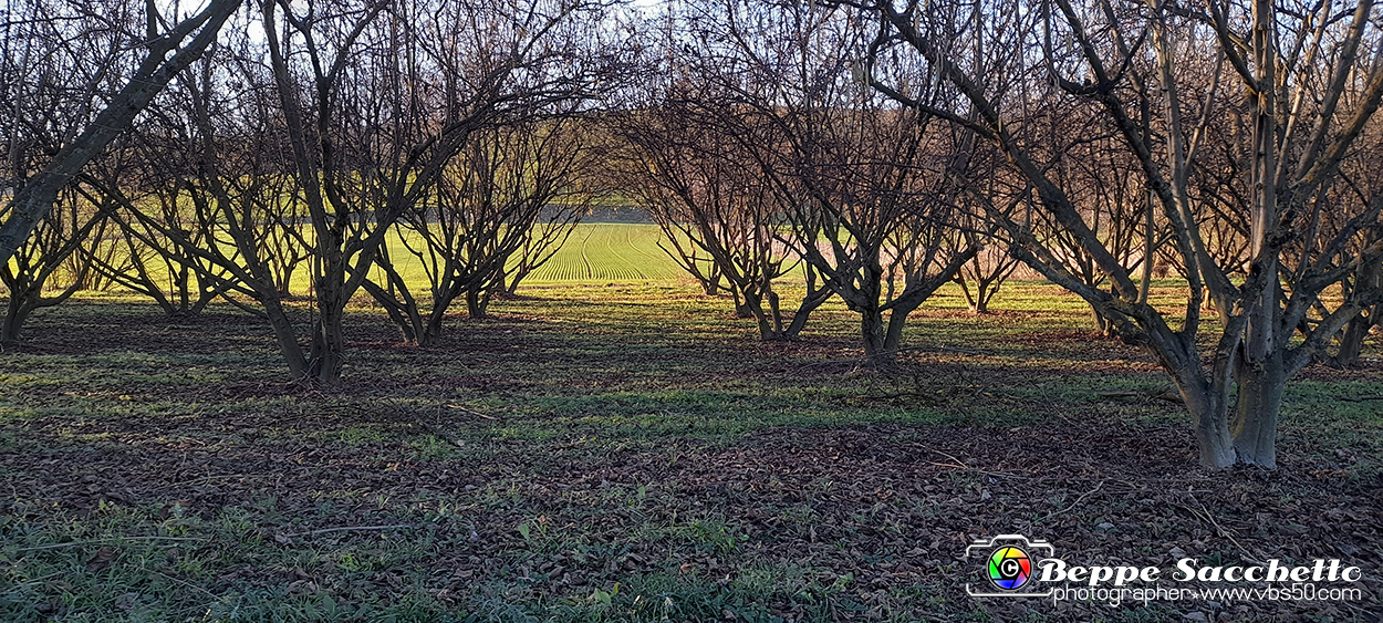 20230110_160037 - Dalla terra... il grano.jpg